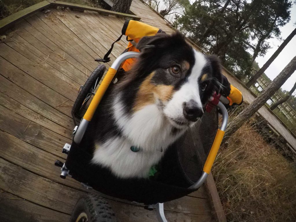 dog riding in bike trailer