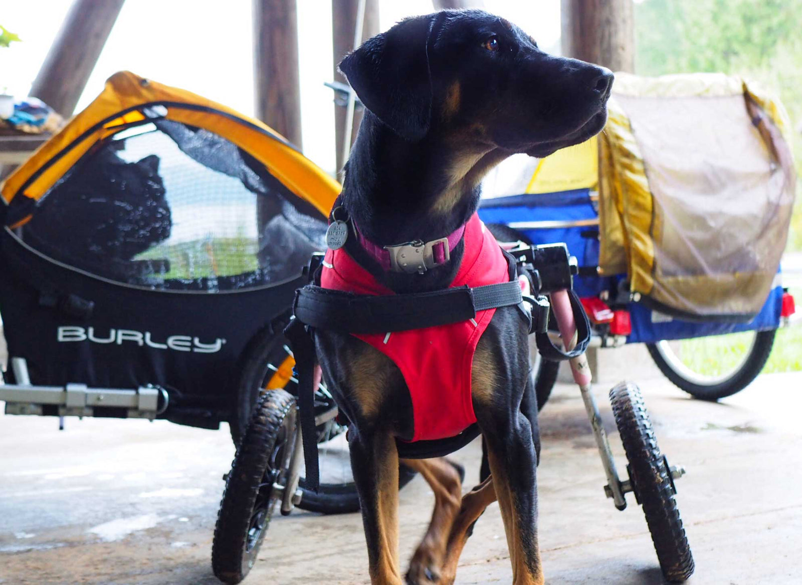 Noodle Rolls With It