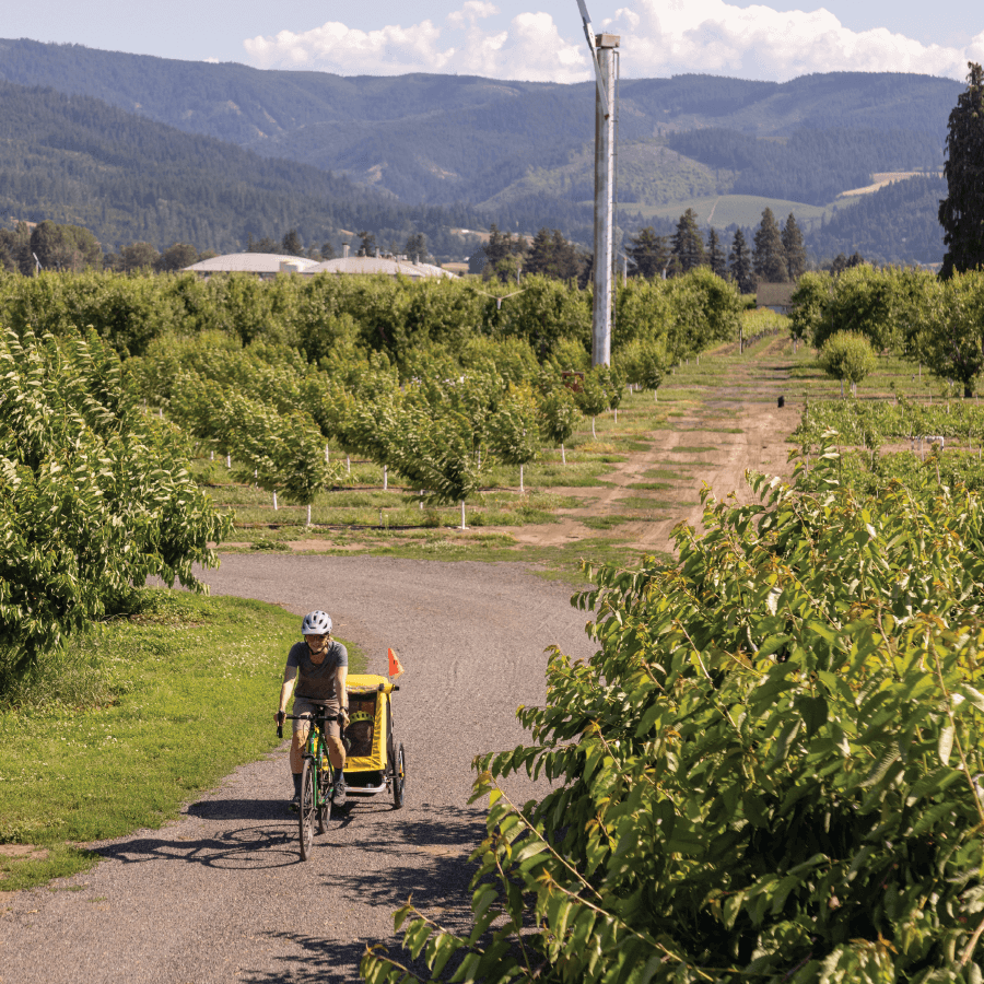 Parent biking with a child in a Burley Bee Bike Trailer through an orchard.