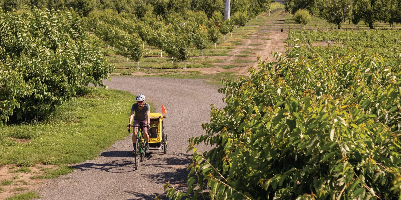Parent biking with a child in a Burley Bee Bike Trailer through an orchard.
