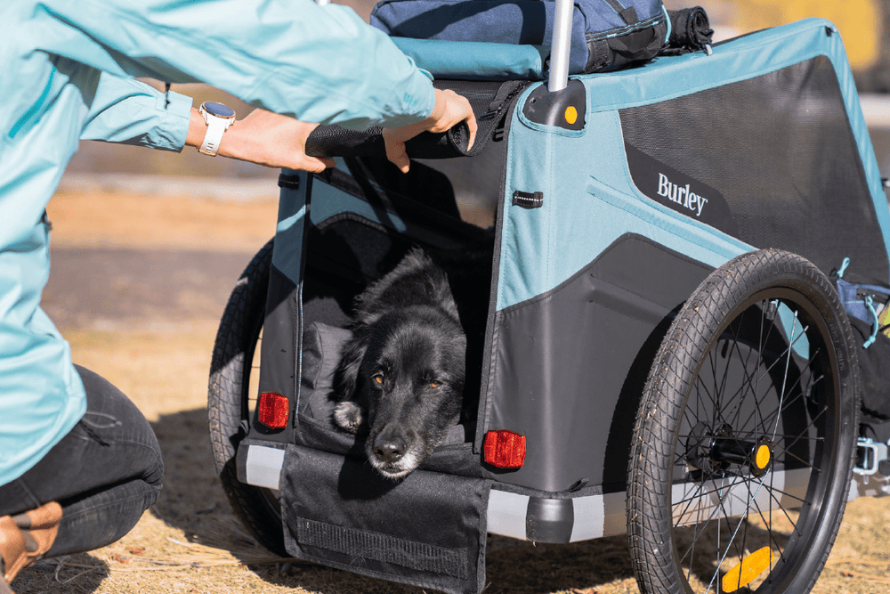 Confort Premium pour Animaux