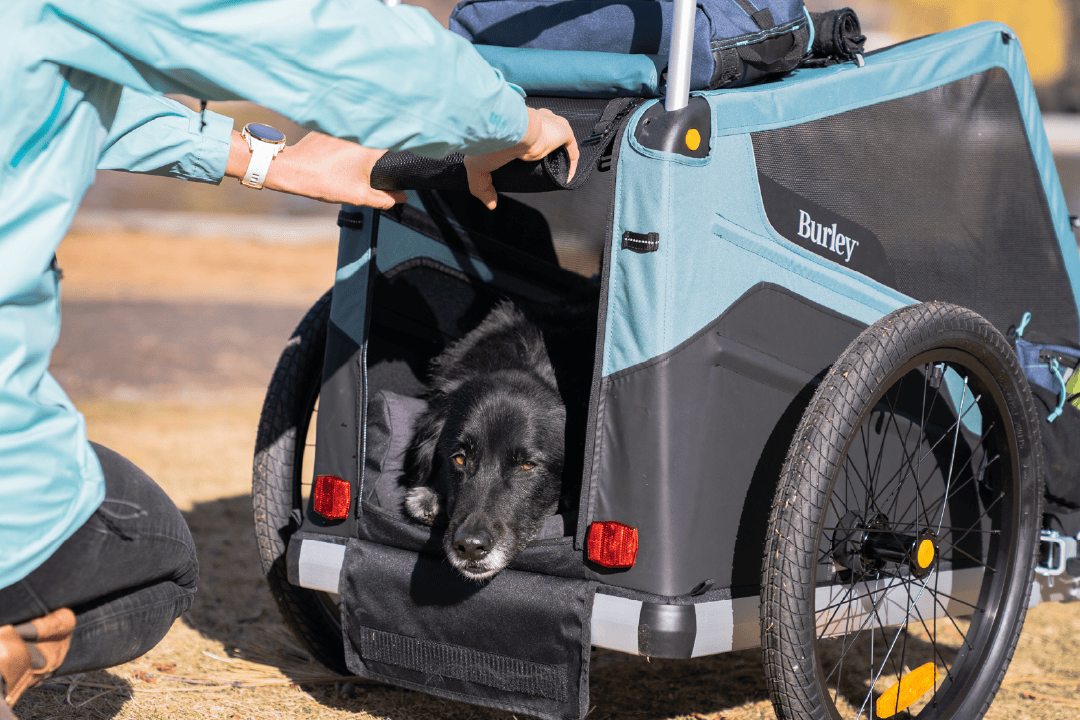 Confort Premium pour Animaux